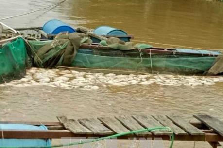 Cà Mau kêu gọi hơn 1.000 tàu cá chủ động tránh trú bão số 15