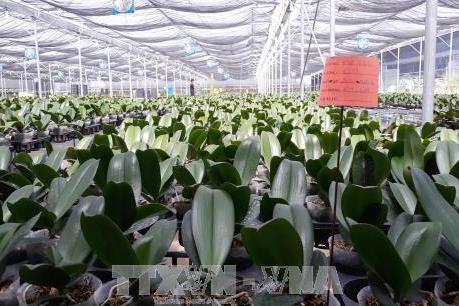 Đà Nẵng "hút" đầu tư vào nông nghiệp công nghệ cao