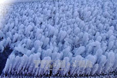 Sa Pa xuất hiện băng giá và sương muối