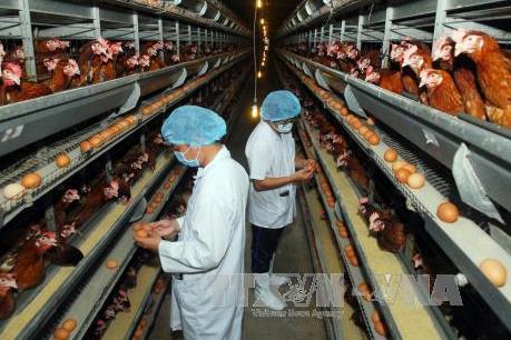 Phát triển nông nghiệp công nghệ cao - Bài 4: Cần sự “dấn thân” của doanh nghiệp