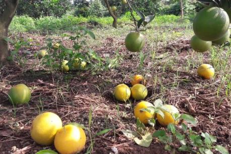 Cam tiếp tục rụng với số lượng lớn tại Nghệ An