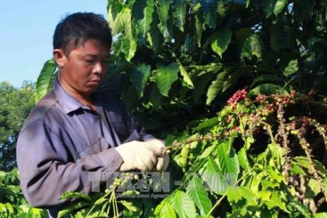 Cà phê nhân “rớt giá”, công thu hoạch tăng cao người sản xuất điêu đứng