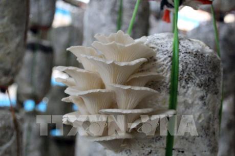 Khởi nghiệp từ niềm đam mê - Bài 1: Tỷ phú từ mô hình nấm trong phòng thí nghiệm 