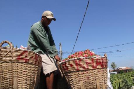 Triển vọng xuất khẩu trái cây Việt Nam - Bài 1: Vẫn sản xuất nhỏ lẻ