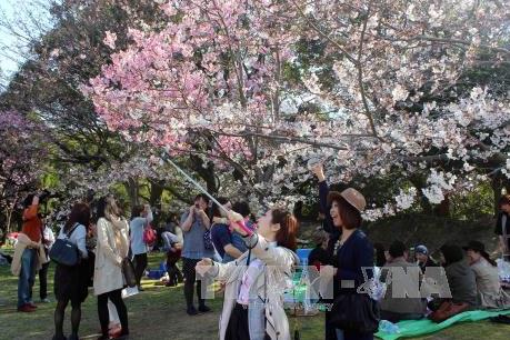 Lễ hội hoa anh đào dự kiến tổ chức vào cuối tháng 3/2018
