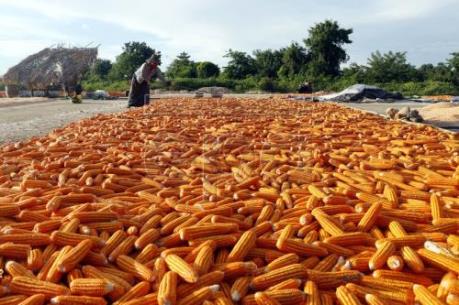 Thị trường nông sản tăng giảm không đồng đều