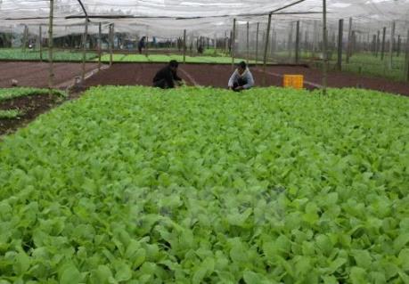 JICA hỗ trợ kết nối chuỗi sản xuất rau an toàn