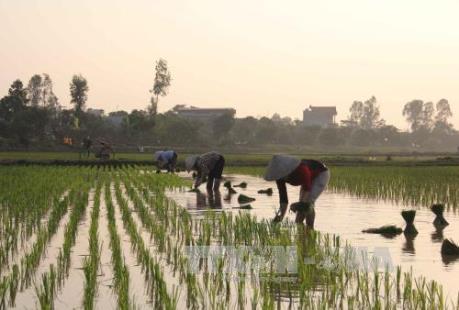 Lịch lấy nước nước gieo cấy lúa vụ Đông Xuân 2017-2018