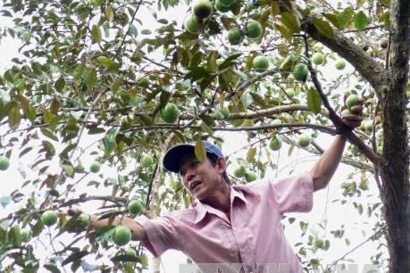 Xuất khẩu lô quả vú sữa Việt Nam đầu tiên sang Hoa Kỳ