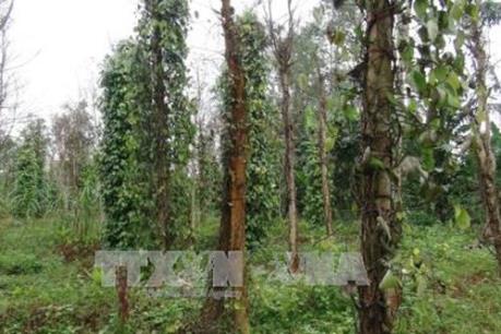 Đắk Lắk chăm sóc hồ tiêu trong thời tiết bất thường