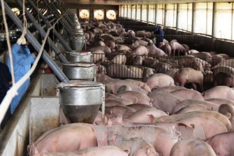 Tiền Giang: Giá lợn hơi tăng trong những ngày cuối năm