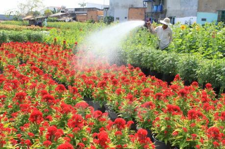 Quảng Trị: Làng hoa An Lạc tất bật chuẩn bị cung ứng cho thị trường Tết