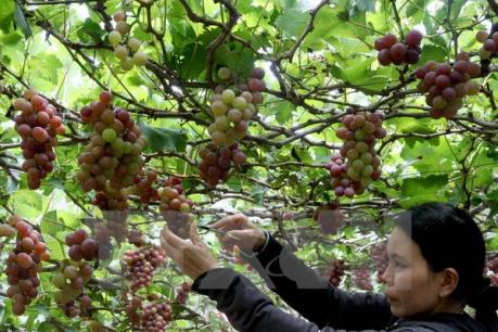 Ninh Thuận khuyến cáo không sử dụng thuốc trừ cỏ BecAno đối với cây nho