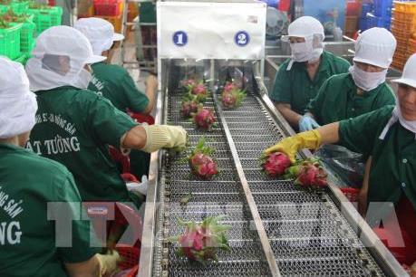 Việt Nam xuất khẩu rau, quả đạt mức kỷ lục