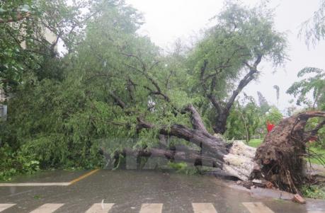 Cây thông cổ thụ bất ngờ đổ ập, đè bẹp một phần nhà hàng, gây hư hỏng 2 ô tô và 1 xe máy