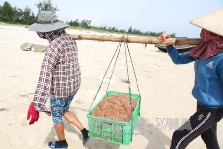 Ngư dân Nghệ An được mùa tôm, ruốc biển