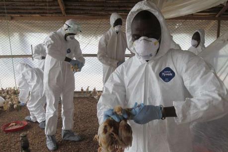 Hàn Quốc: Phát hiện thêm trường hợp nhiễm cúm gia cầm ở tỉnh Gyeonggi