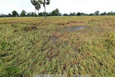 Thiên tai bất lợi làm sập ngã hơn 6.000 ha lúa tại Bạc Liêu