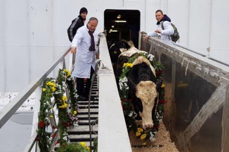 Tập đoàn TH đón đàn bò sữa 1.100 con nhập khẩu từ Mỹ về liên bang Nga