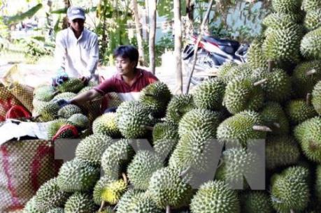 Giá trái cây tại vùng Đồng Tháp Mười tăng mạnh