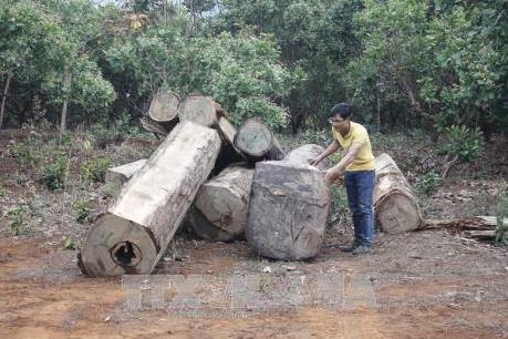 Phát hiện bãi tập kết gỗ trái phép dưới lòng hồ thủy điện Sê San 3A