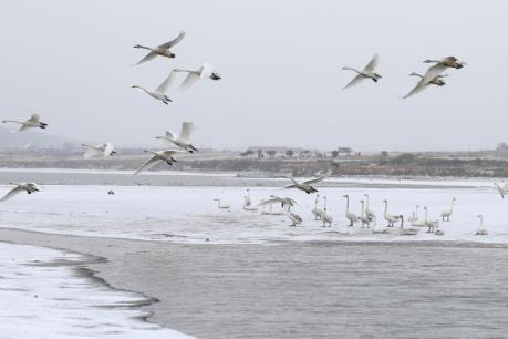 Bão tuyết tại Trung Quốc làm 10 người thiệt mạng