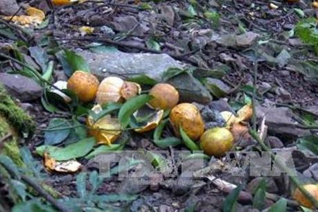 Quýt Bắc Kạn rụng hàng loạt, nông dân thất thu ngay trong vụ thu hoạch