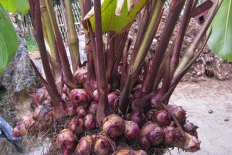 Điện Biên: Xử phạt 9 cơ sở sản xuất dong riềng gây ô nhiễm môi trường