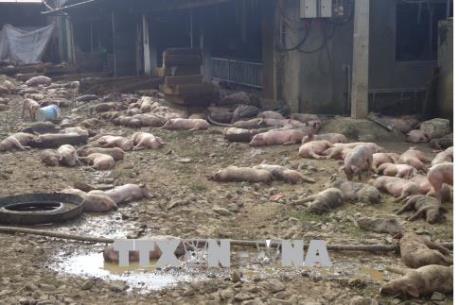 Đắk Nông: 1.200 con lợn của một trang trại bị chết cháy do chập điện