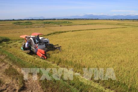 Chuyển đổi cây trồng ở ĐBSCL - Bài 1: Nâng cao hiệu quả kinh tế cho nông dân