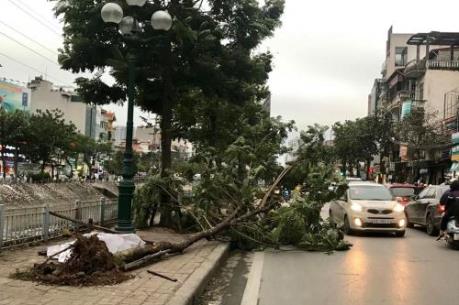Không khí lạnh tràn về, người Hà Nội run vì cây đổ