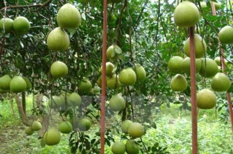 Bưởi đặc sản Tân Triều sẵn sàng phục vụ thị trường Tết
