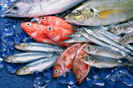 Đầu bếp hàng đầu châu Âu nói "Không" với hải sản đánh bắt bằng xung điện