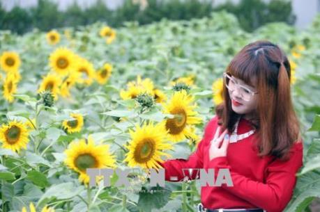 Hoa hướng dương nở giữa Hoàng Thành