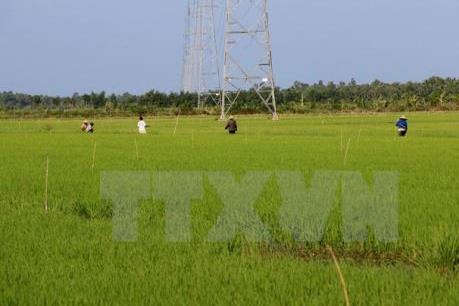 Tập trung ruộng đất cho sản xuất nông nghiệp quy mô lớn