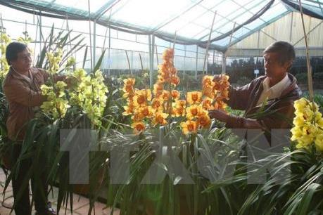 Địa lan Đà Lạt đua nhau nở sớm khiến nhà vườn đau đầu