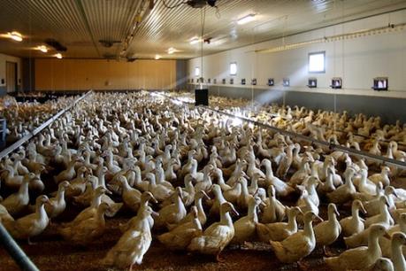 Hàn Quốc phát hiện thêm một ổ cúm gia cầm gần Seoul