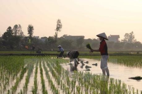 Gần 59.000 ha đã có nước phục vụ gieo cấy vụ Đông Xuân