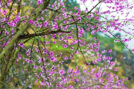 Ai lên Tây Bắc mùa xuân!