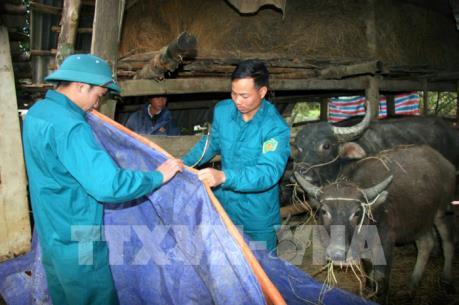 Vĩnh Phúc chủ động phòng chống rét cho cây trồng vật nuôi
