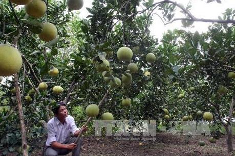 Quảng Ninh khuyến khích nông dân dán tem điện tử thông minh cho sản phẩm OCOP