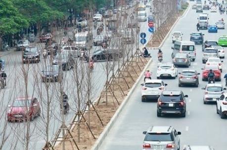 Trồng cây phong lá đỏ ở Thủ đô: Thí điểm để hướng tới "xanh hóa" các con đường
