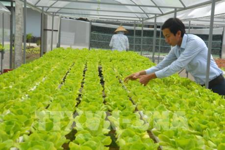 Chàng thanh niên làm giàu bằng hệ thống trồng rau thủy canh hồi lưu