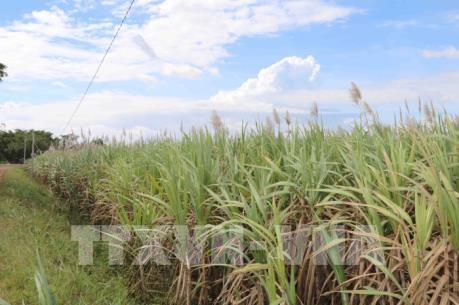 Nhà máy mía đường Trà Vinh hoạt động trở lại