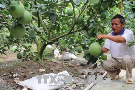 Nhà vườn không đủ hàng cung ứng bưởi Tết