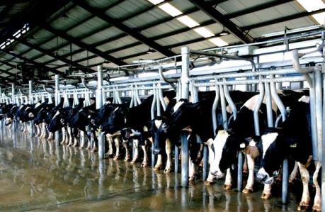 Khởi công xây dựng trang trại bò sữa công nghệ cao đầu tiên tại Phú Yên