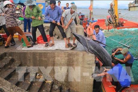 Quảng Trị dành hơn 210 tỷ đồng vốn tín dụng khắc phục sự cố môi trường biển