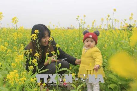 Cánh đồng hoa cải nở vàng rực rỡ