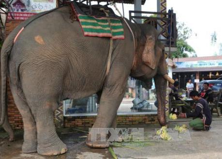 Bảo vệ động vật hoang dã nguy cấp, quý hiếm góp phần phát triển bền vững đa dạng sinh học