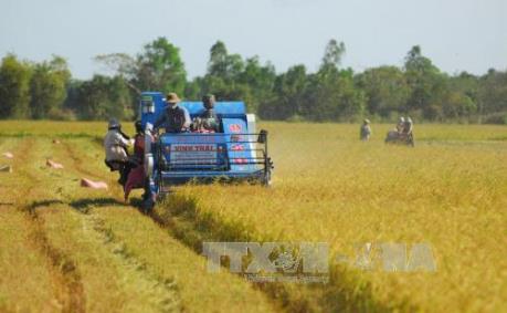 Giá lúa Đông Xuân sớm tăng hơn 500 đồng/kg ​